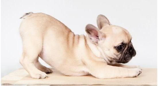 如何训练法斗犬
