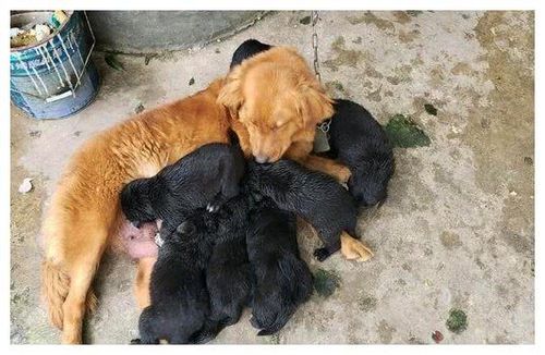 母狗生完宝宝不吃东西怎么办