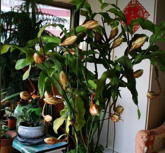 昙花的的栽培管理措施