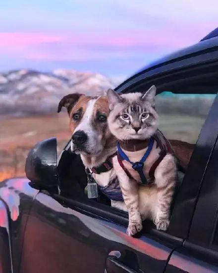 带猫旅游要准备什么东西