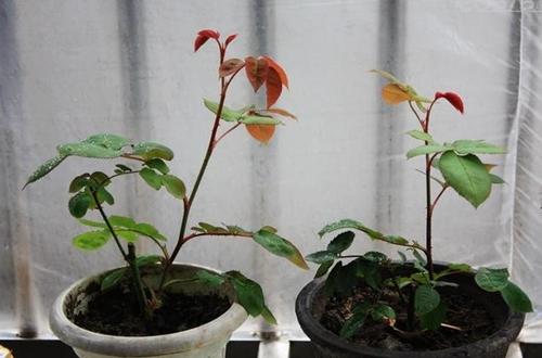 月季花的栽培技术