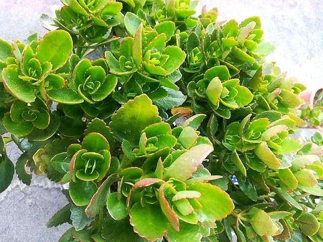 长寿花叶子的种植方法