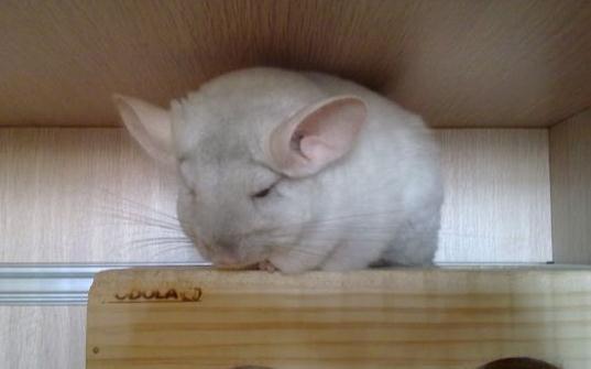 龙猫一天没吃东西怎么办