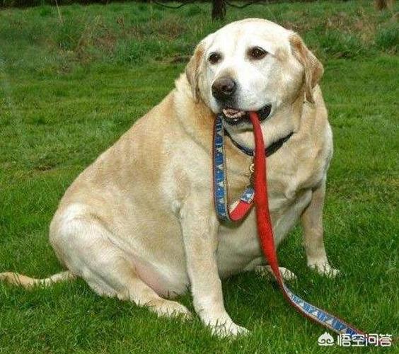 拉布拉多怎么训练拿东西