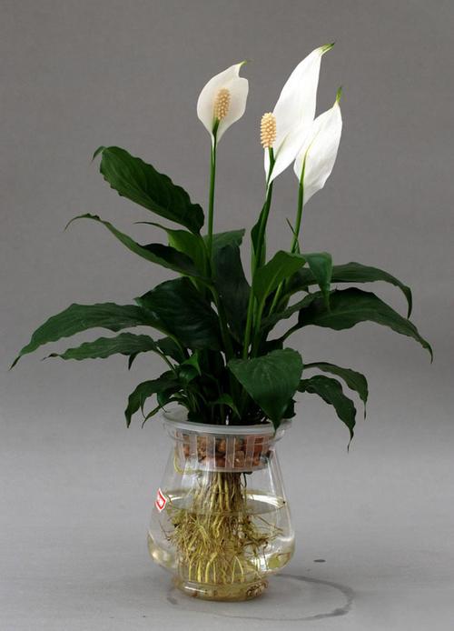 白鹤芋花盆栽培养