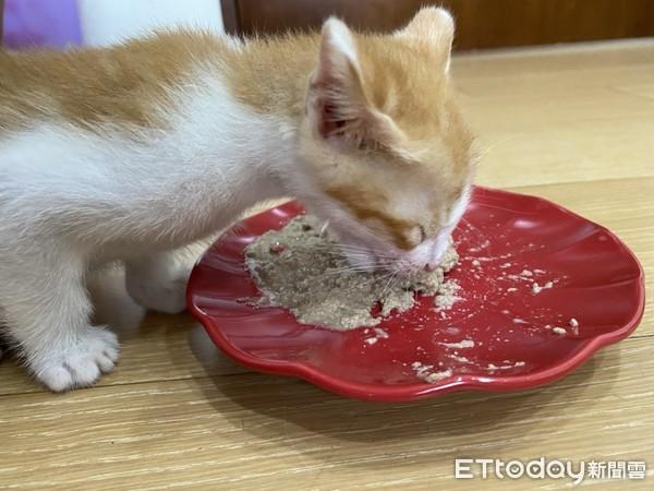 猫吃东西卡住了吐