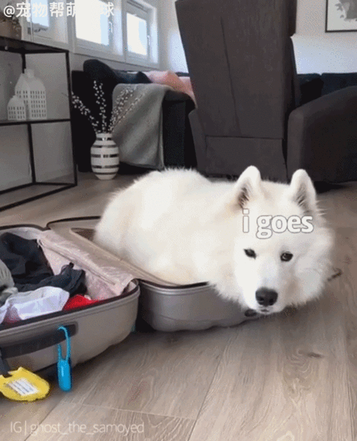 萨摩犬怎么教叼东西