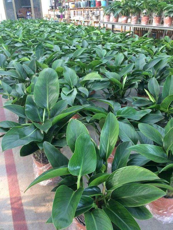 金钻的种植方法