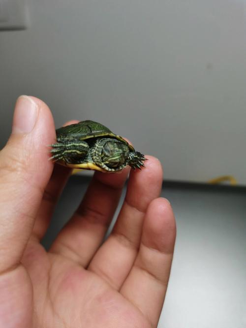 幼乌龟不吃东西怎么办