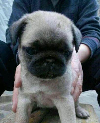 2个月的八哥犬怎么训练