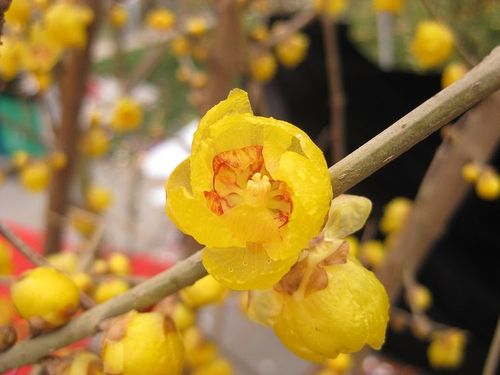蜡梅栽培养护
