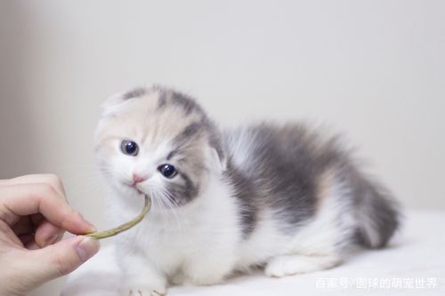 怎么让奶猫吃东西是怎么回事