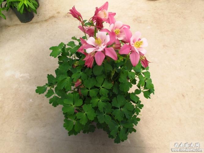 耧斗菜栽培方法介绍