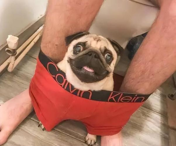 八哥犬的训练