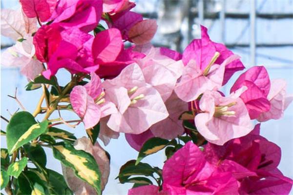 三角梅养护栽培要点