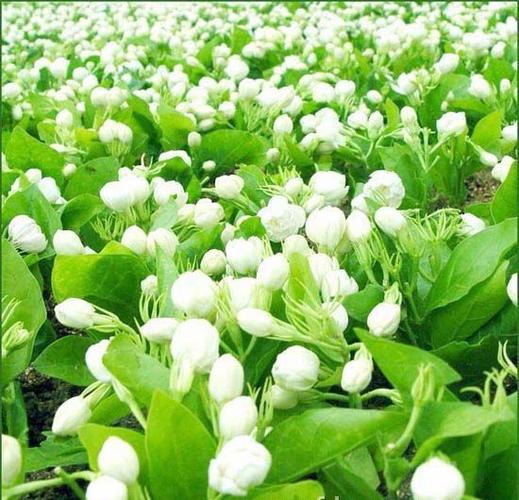 木莉花栽培