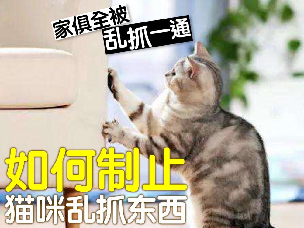 猫乱抓东西
