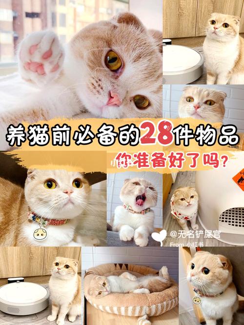 猫产前需要准备的东西