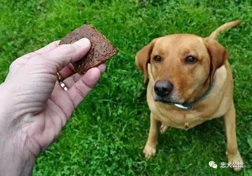 什么东西去狗味