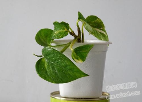 黄金葛如何栽培