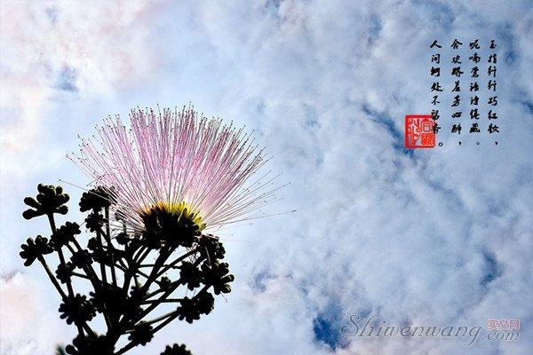 夜合花多花栽培