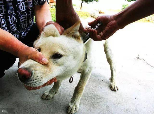 怎么治狗在家乱咬东西