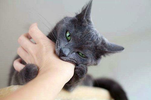 猫到处抓咬东西怎么办