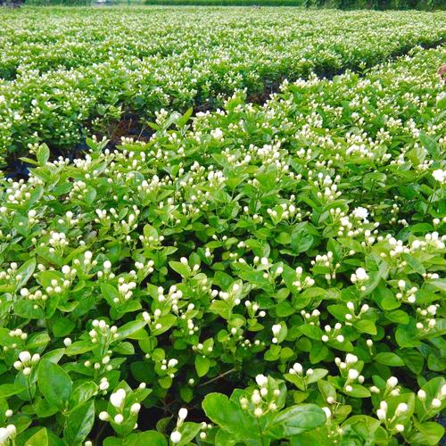 茉莉的栽培