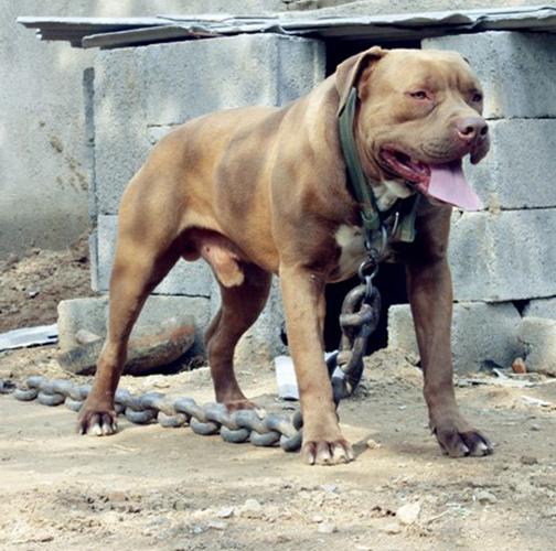 比特犬三个月怎么训练