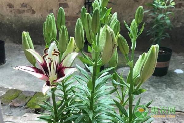 百合花家庭种植方法