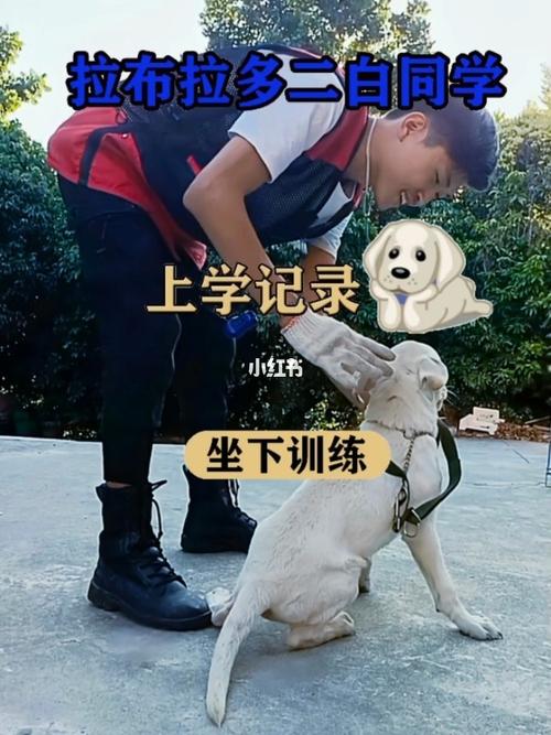 小狗怎样训练坐下