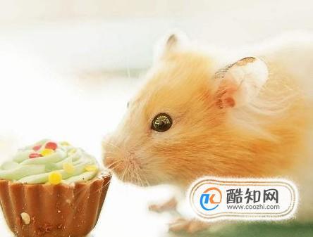 仓鼠有哪些东西不能吃什么