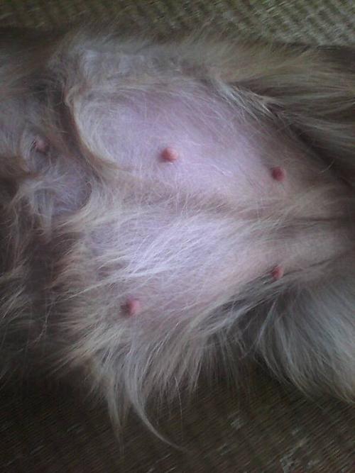 狗狗怀孕怎么吃东西怎么办