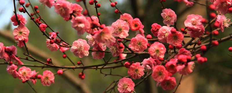 红梅开花后注意事项