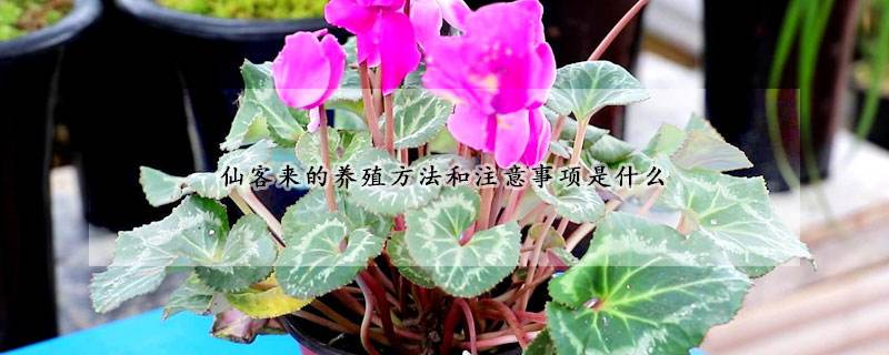 仙客来养殖方法