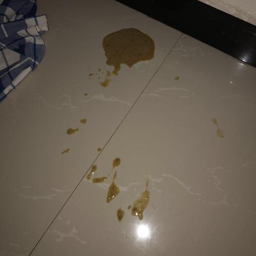 猫咪拉稀不吃东西呕吐怎么办