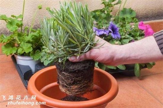 移植花卉需要注意事项