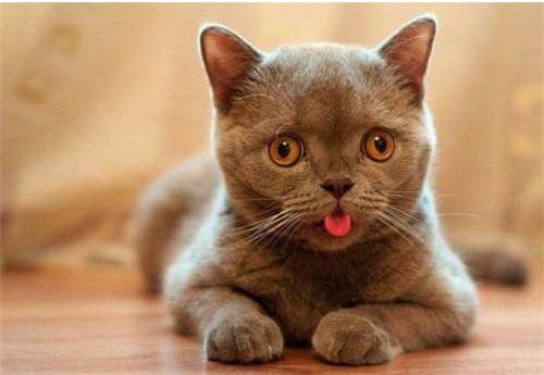 猫咪不消化不吃东西怎么办