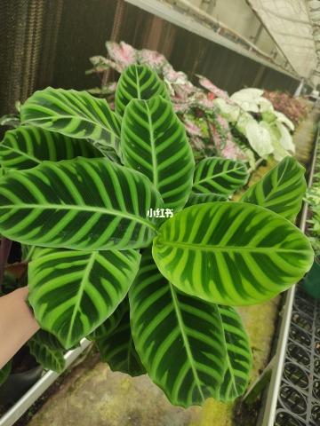天鹅绒竹芋栽培
