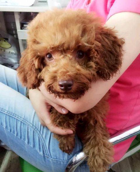 泰迪狗三个月注意什么东西
