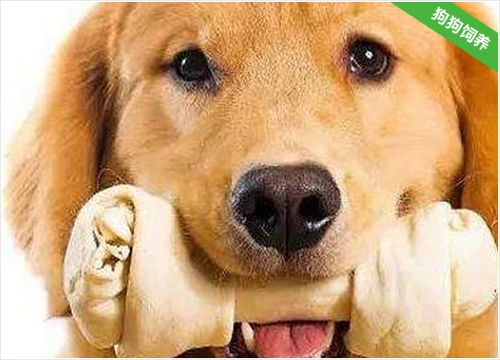 狗狗口臭不吃东西