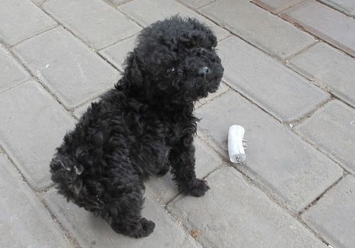 贵宾狗吐黑色的东西怎么办