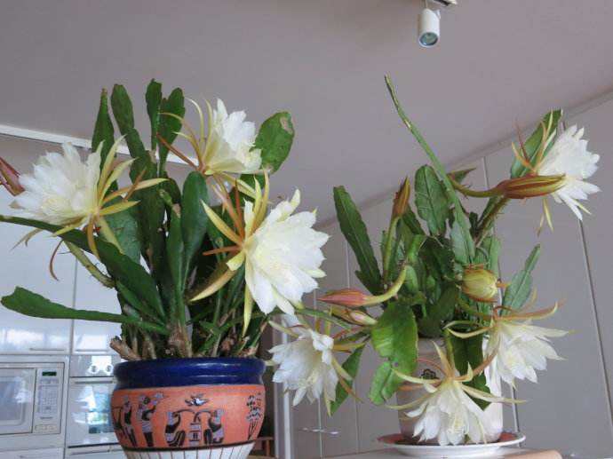 昙花养殖方法