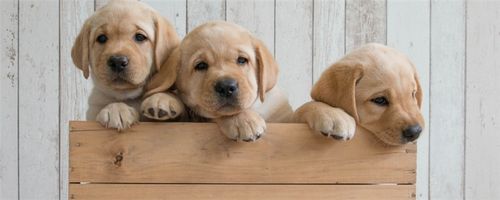 狗狗怀孕该吃什么东西了怎么办