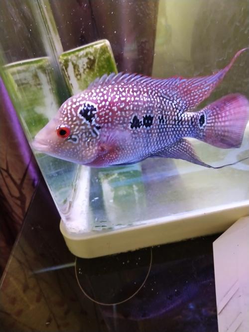 罗汉鱼发黑不吃东西