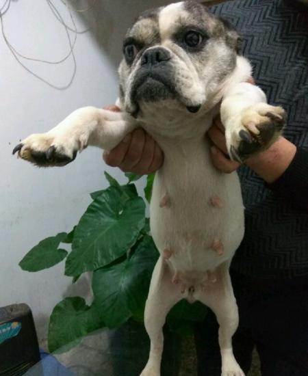 法牛快要生了注意什么东西