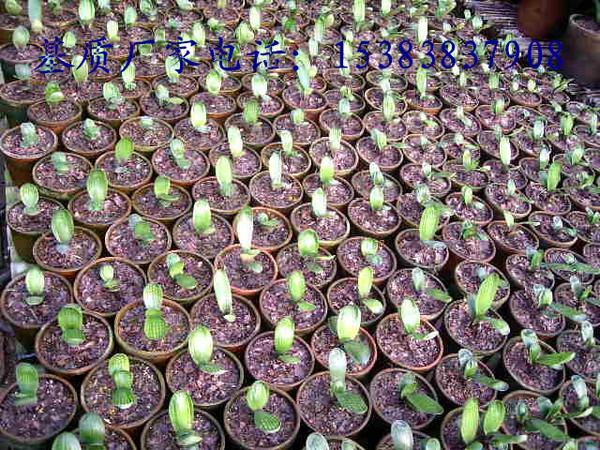 花卉栽培基质