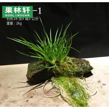 菖蒲附石栽培