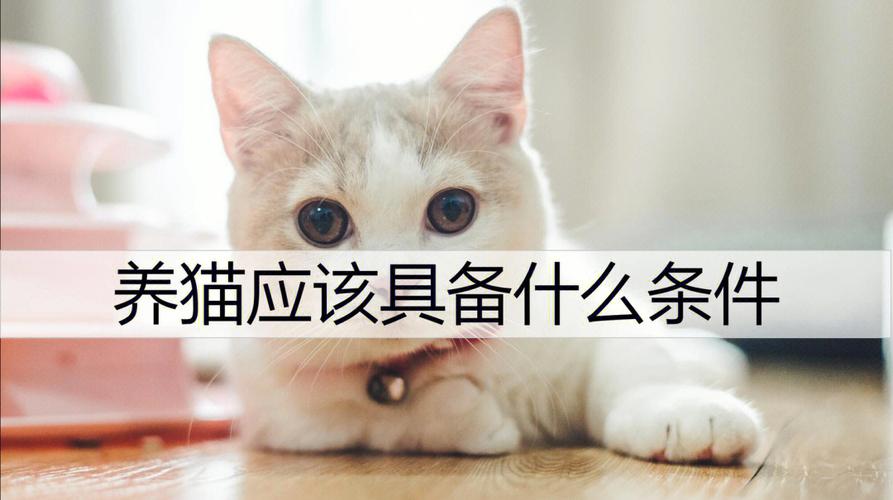 想养只猫需要准备什么东西