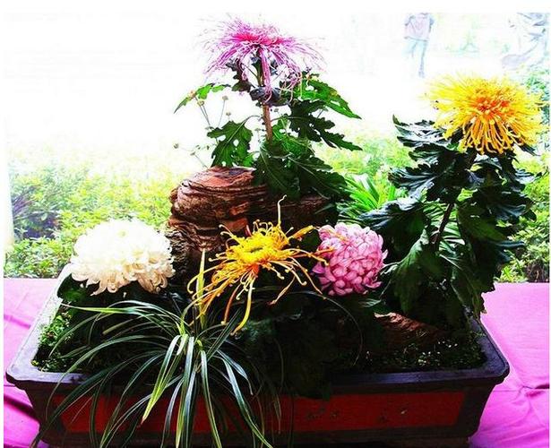 盆栽菊花栽培技术ppt